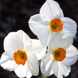 narcisse -geranium